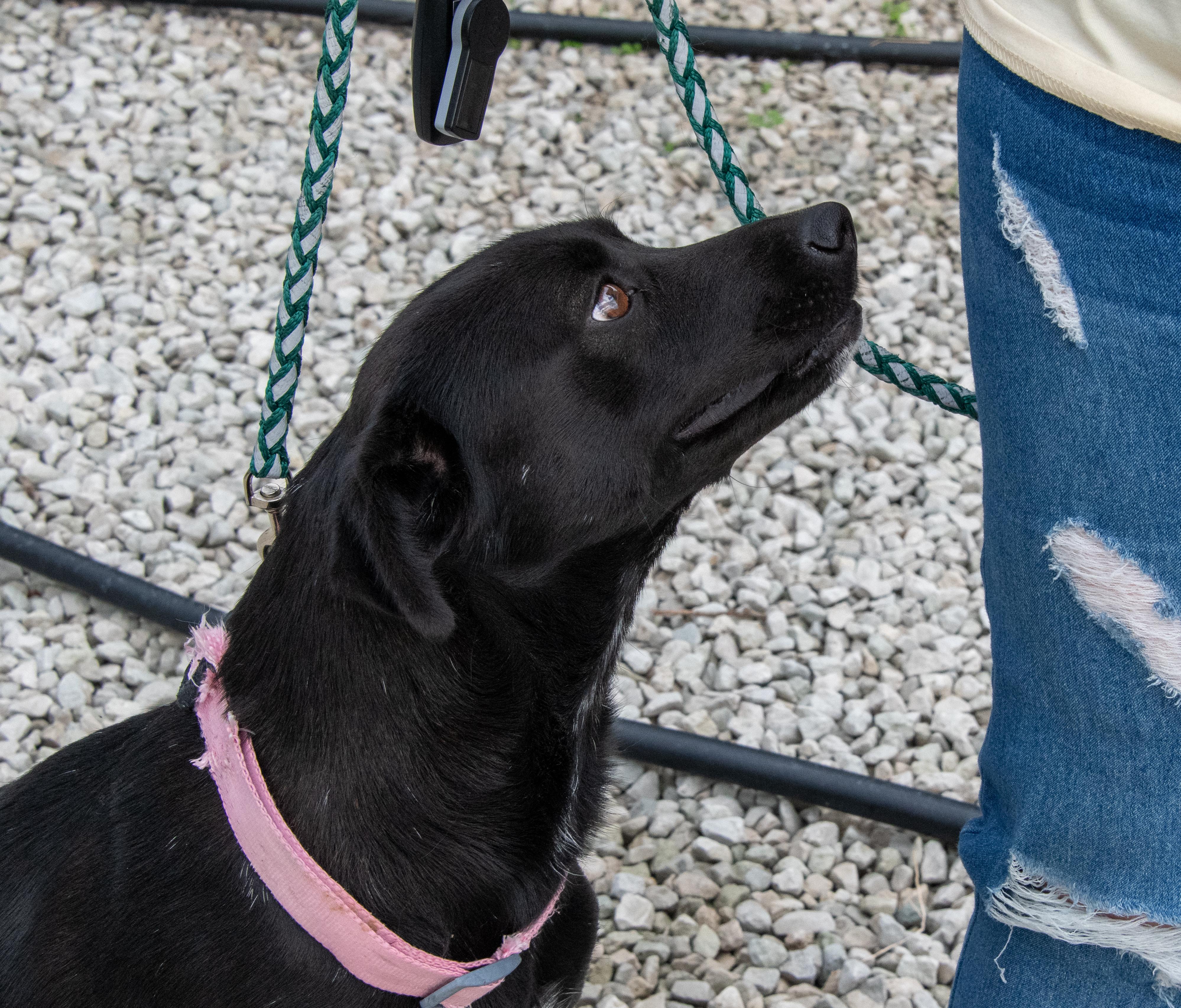 Enlarge Honey, an adopted mixed breed in Mayetta, KS image 2/6