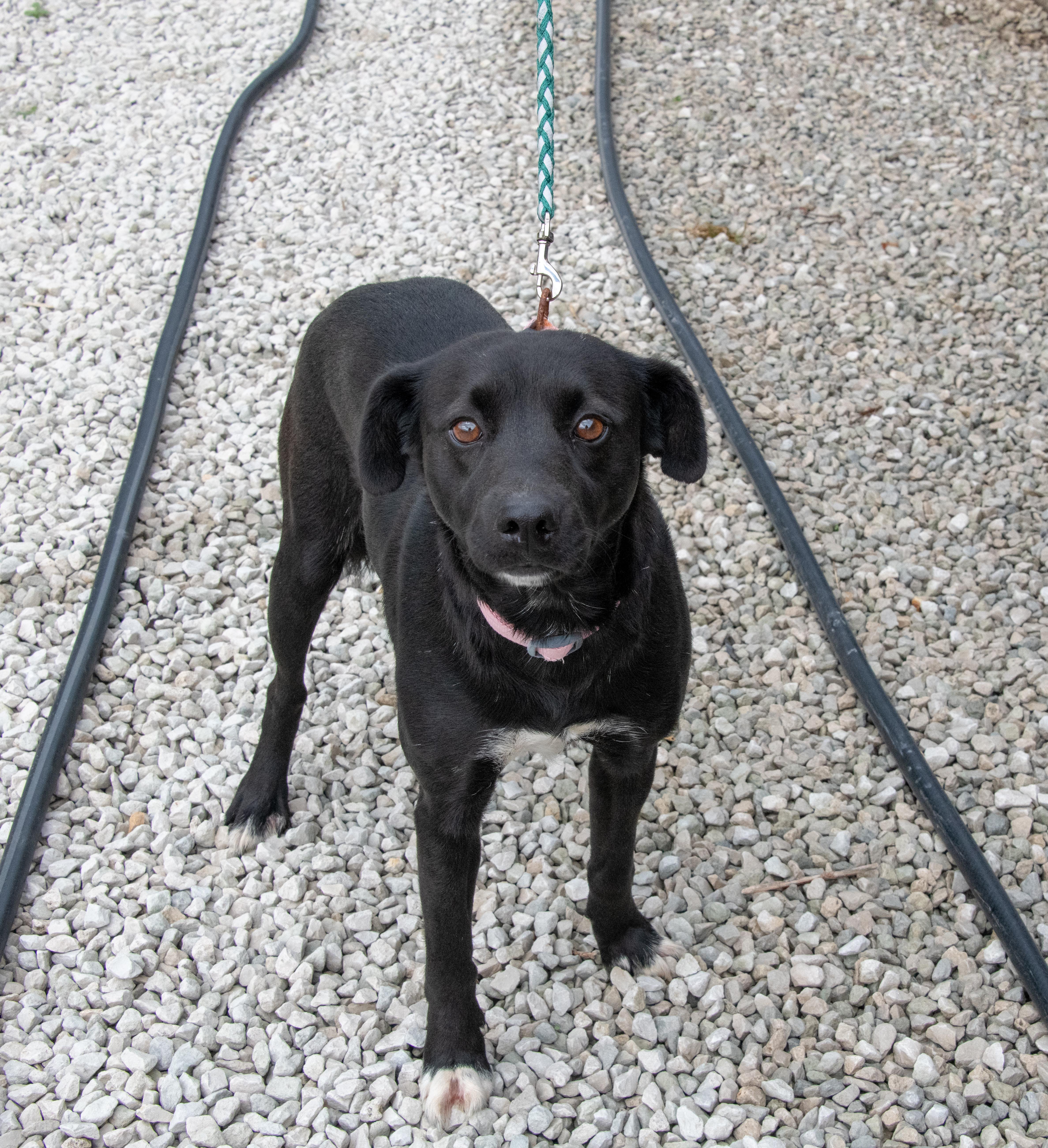 Enlarge Honey, an adopted mixed breed in Mayetta, KS image 5/6