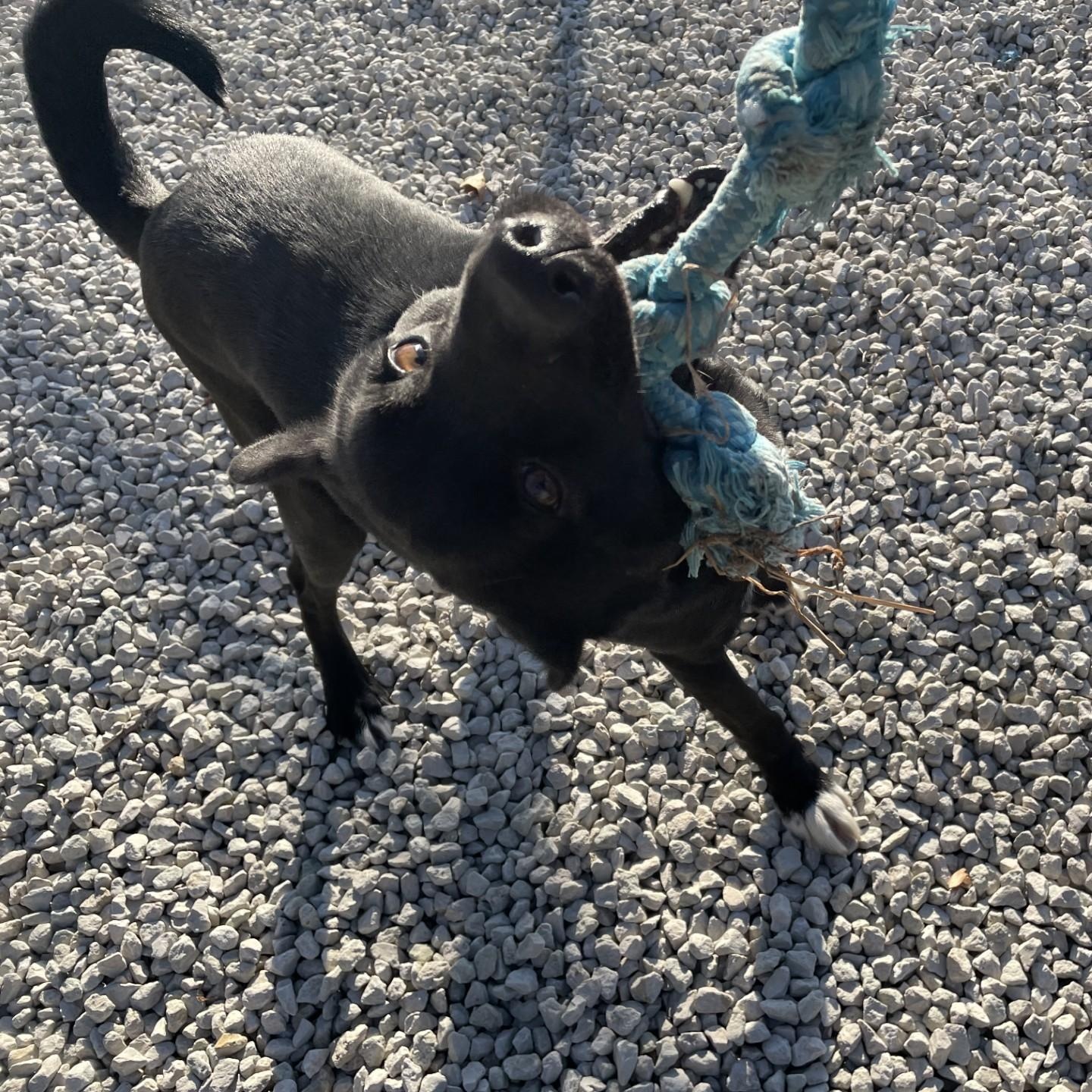 Enlarge Honey, an adopted mixed breed in Mayetta, KS image 6/6