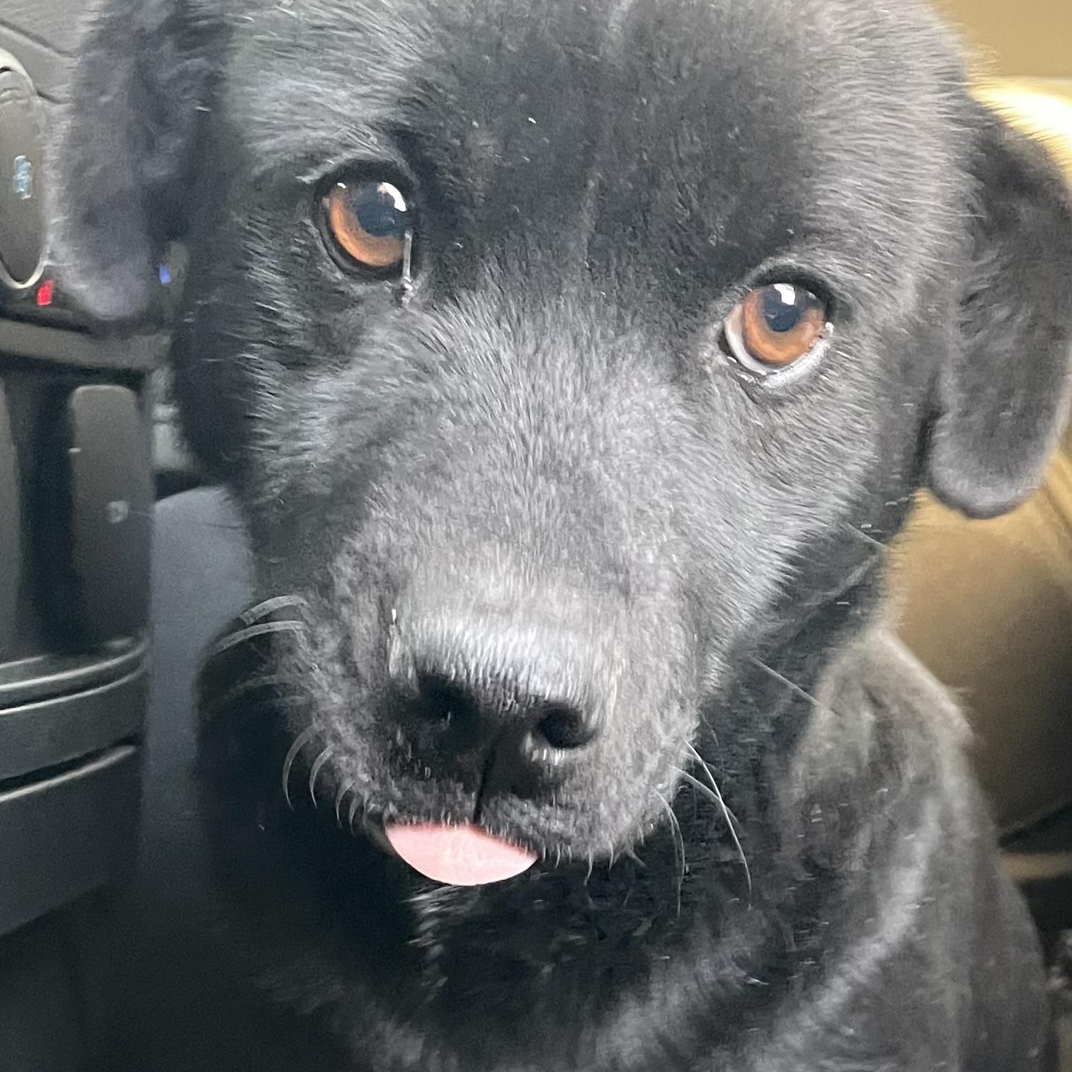 Honey, adopted, Young Female Black Labrador Retriever & Border Collie.