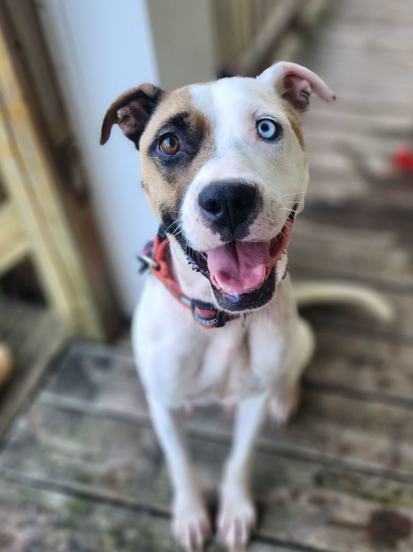 Anna, a Adoptable mixed breed in Salisbury, NC image 1/2