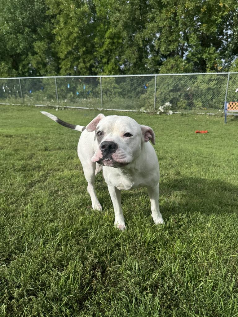 Russet, Adoptable, Adult Male Staffordshire Bull Terrier.