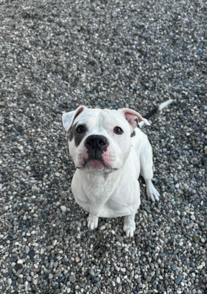 Enlarge Russet, a Adoptable Staffordshire Bull Terrier in Grand Forks, ND image 2/4