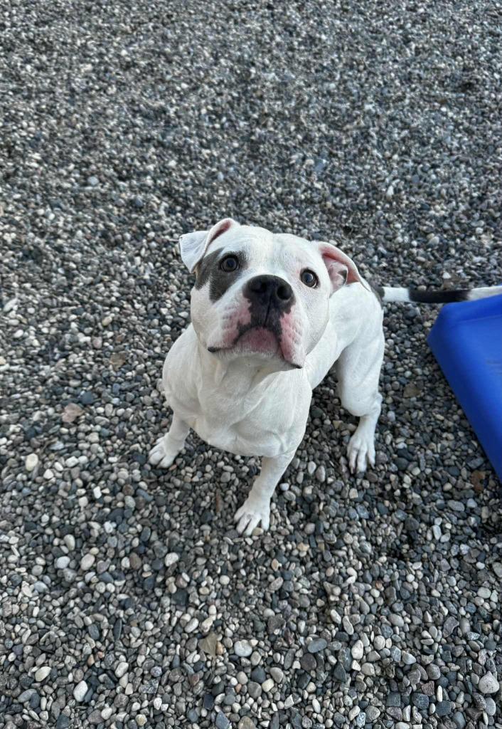 Enlarge Russet, a Adoptable Staffordshire Bull Terrier in Grand Forks, ND image 3/4