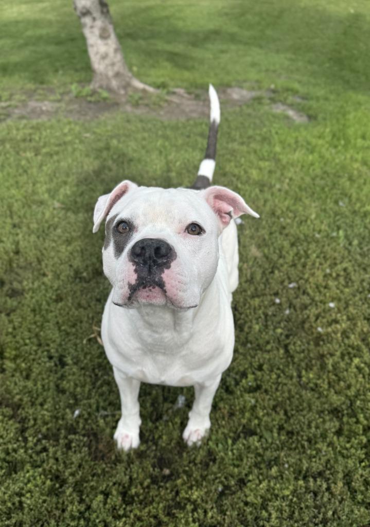 Enlarge Russet, a Adoptable Staffordshire Bull Terrier in Grand Forks, ND image 4/4