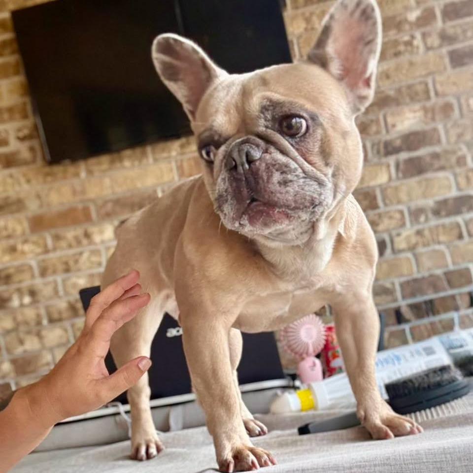 Enlarge Luna, a Adoptable French Bulldog in Weatherford, TX image 1/4