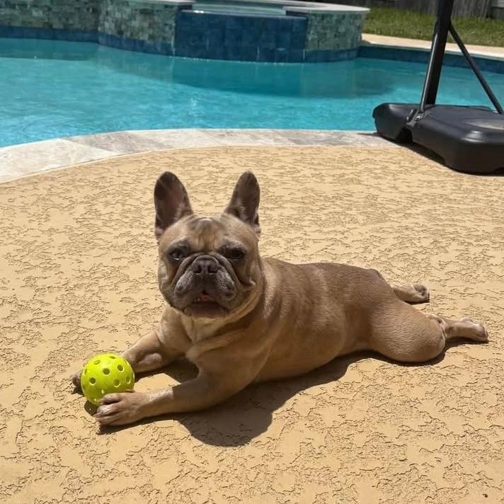 Enlarge Luna, a Adoptable French Bulldog in Weatherford, TX image 2/4