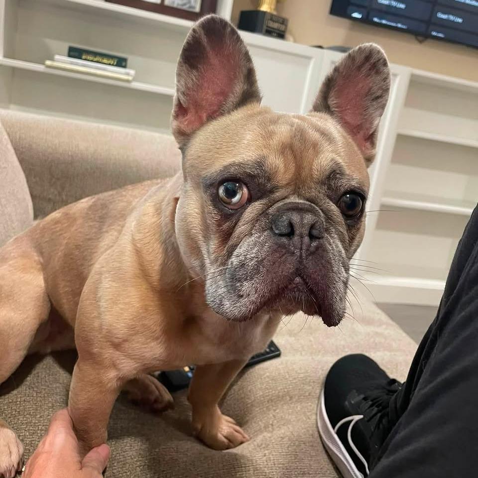 Enlarge Luna, a Adoptable French Bulldog in Weatherford, TX image 3/4