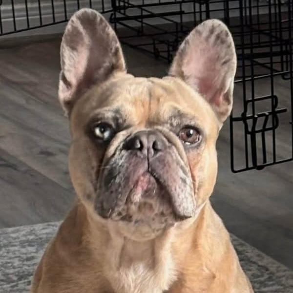 Enlarge Luna, a Adoptable French Bulldog in Weatherford, TX image 4/4