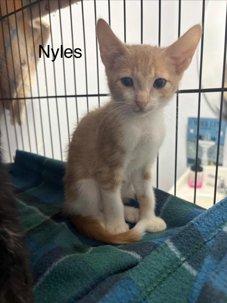 Enlarge Nyles, a Adoptable mixed breed in Saint Francisville, LA image 1/1