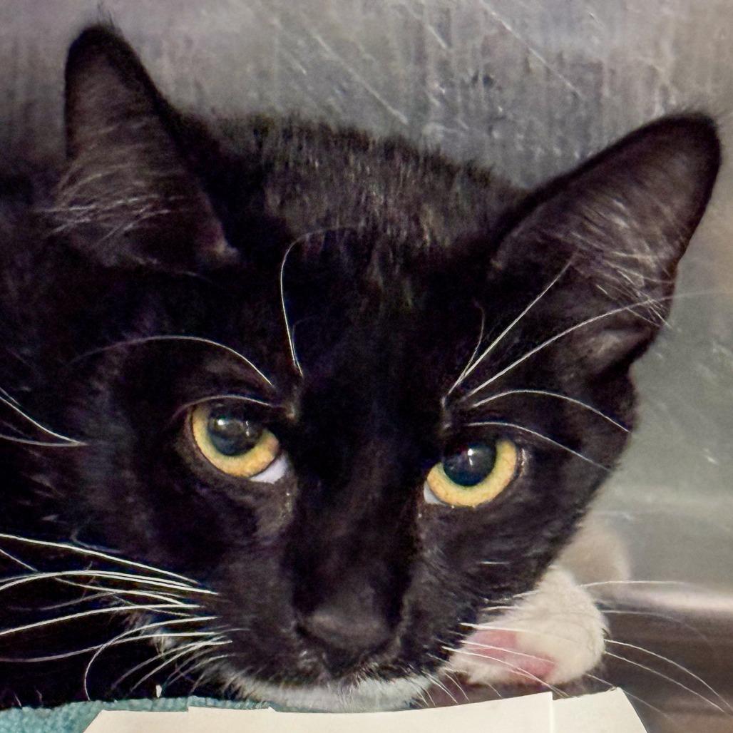 Enlarge Clawdeen, a Adoptable Domestic Short Hair in Kennebunk, ME image 1/1