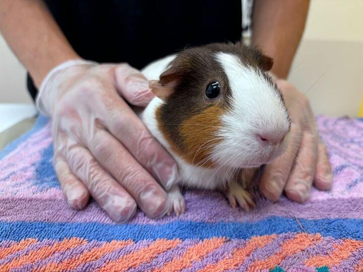 Enlarge Celeste, a Adoptable Guinea Pig in Raleigh, NC image 2/2