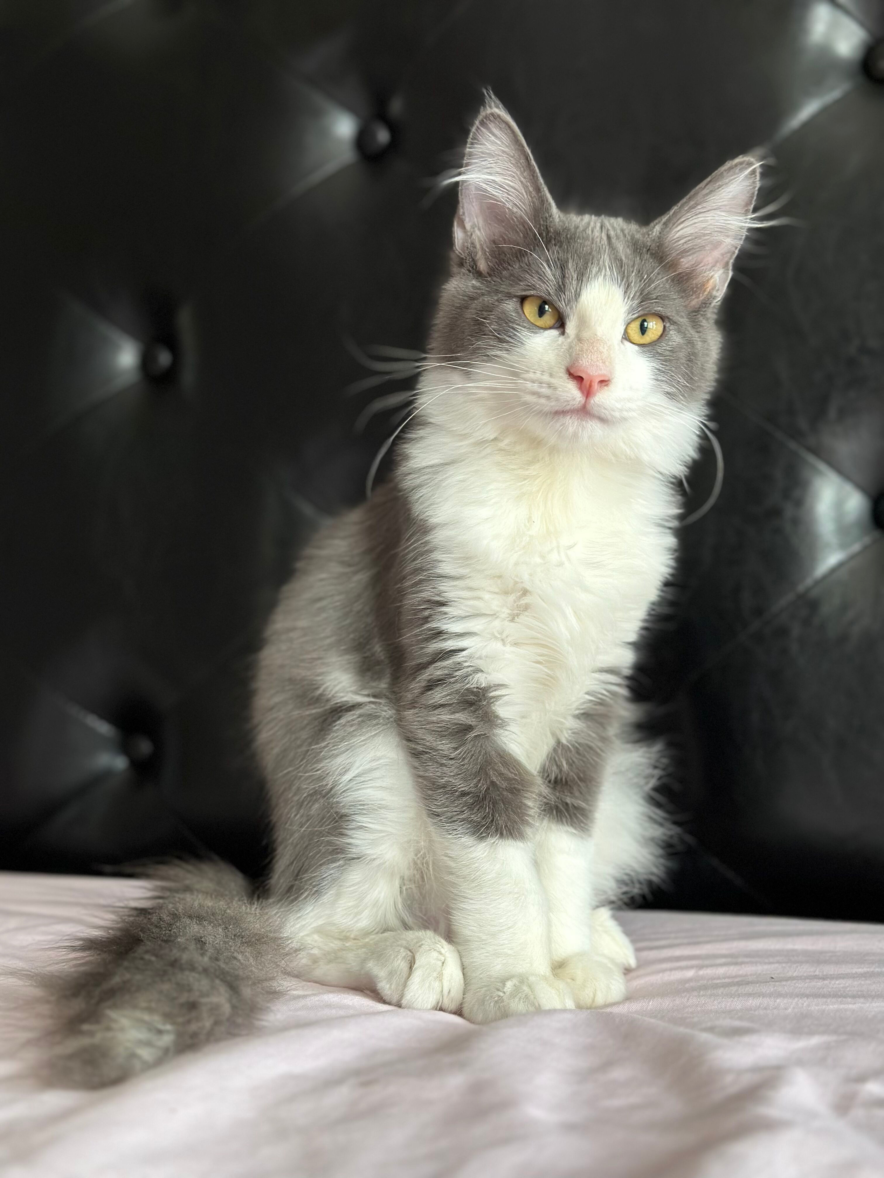 Enlarge Turkey, a Adopted Domestic Long Hair in Phoenix, AZ image 1/12