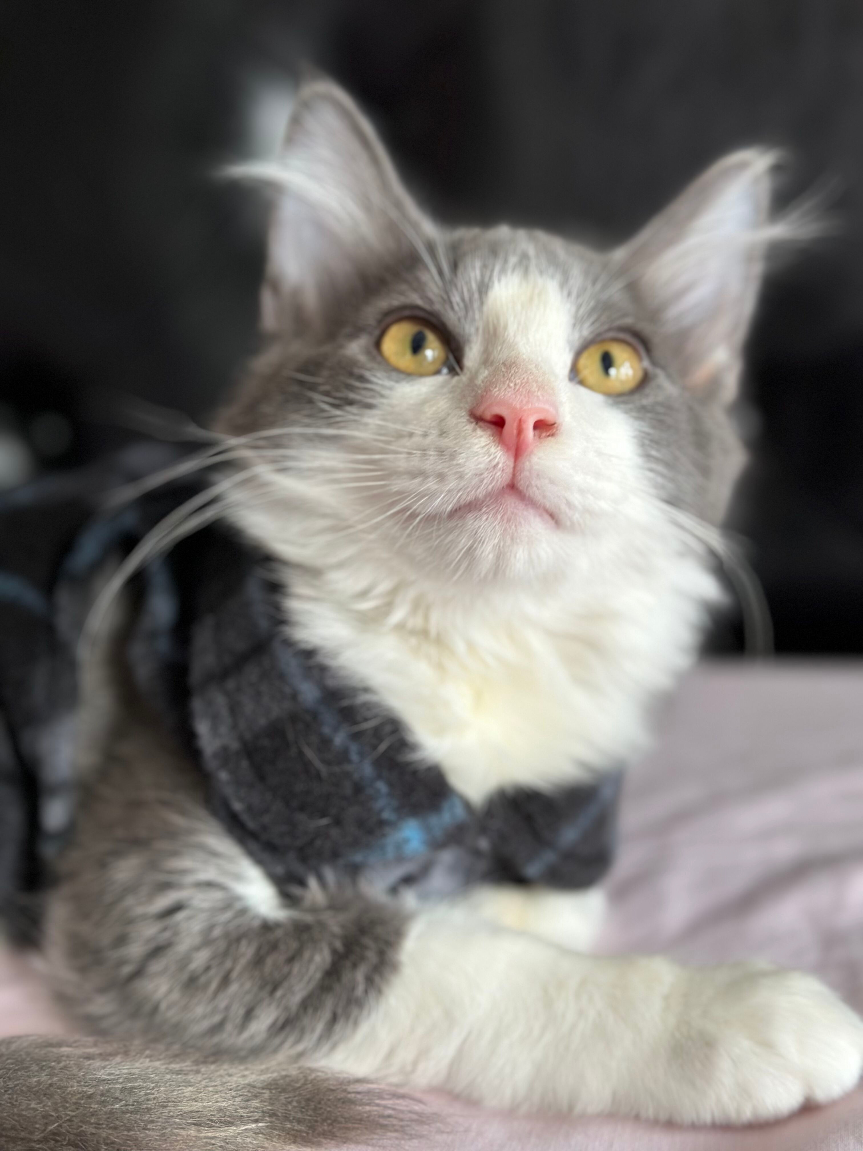 Enlarge Turkey, a Adopted Domestic Long Hair in Phoenix, AZ image 2/12