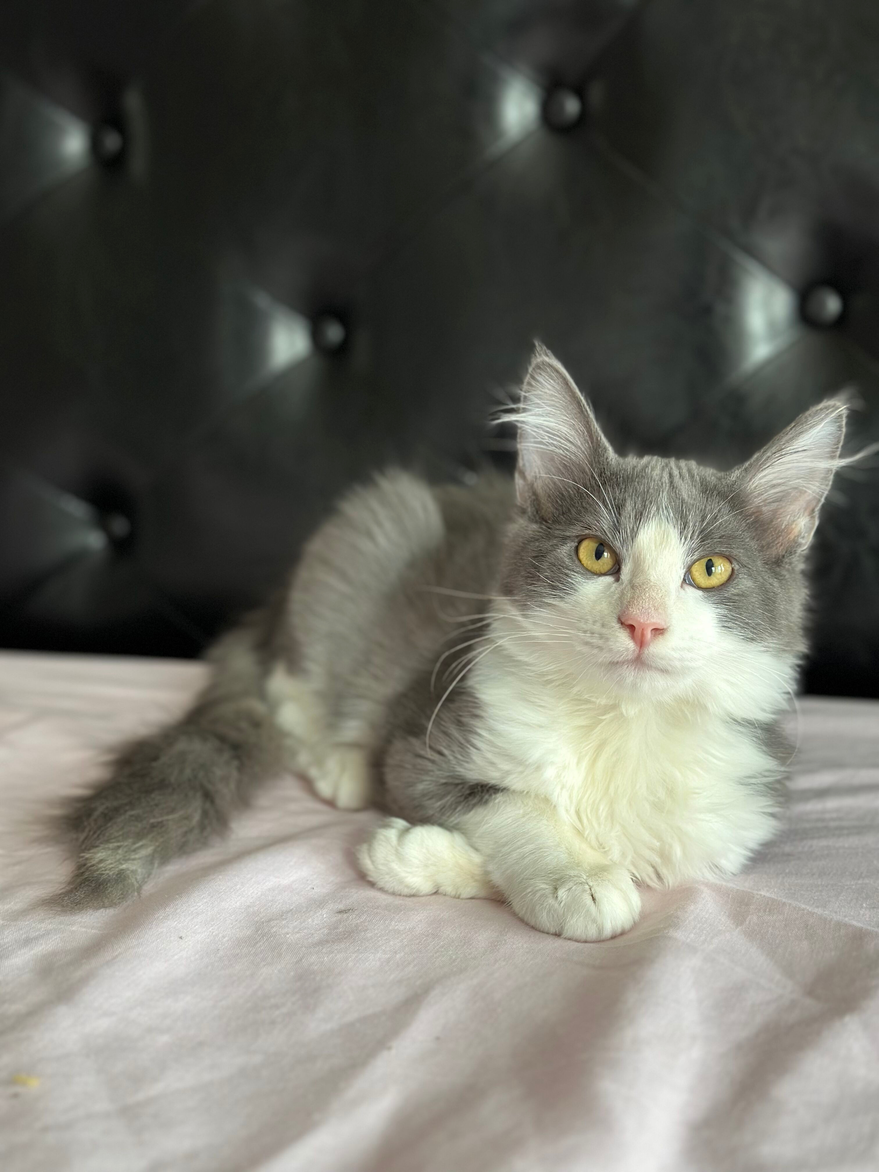 Enlarge Turkey, a Adopted Domestic Long Hair in Phoenix, AZ image 3/12