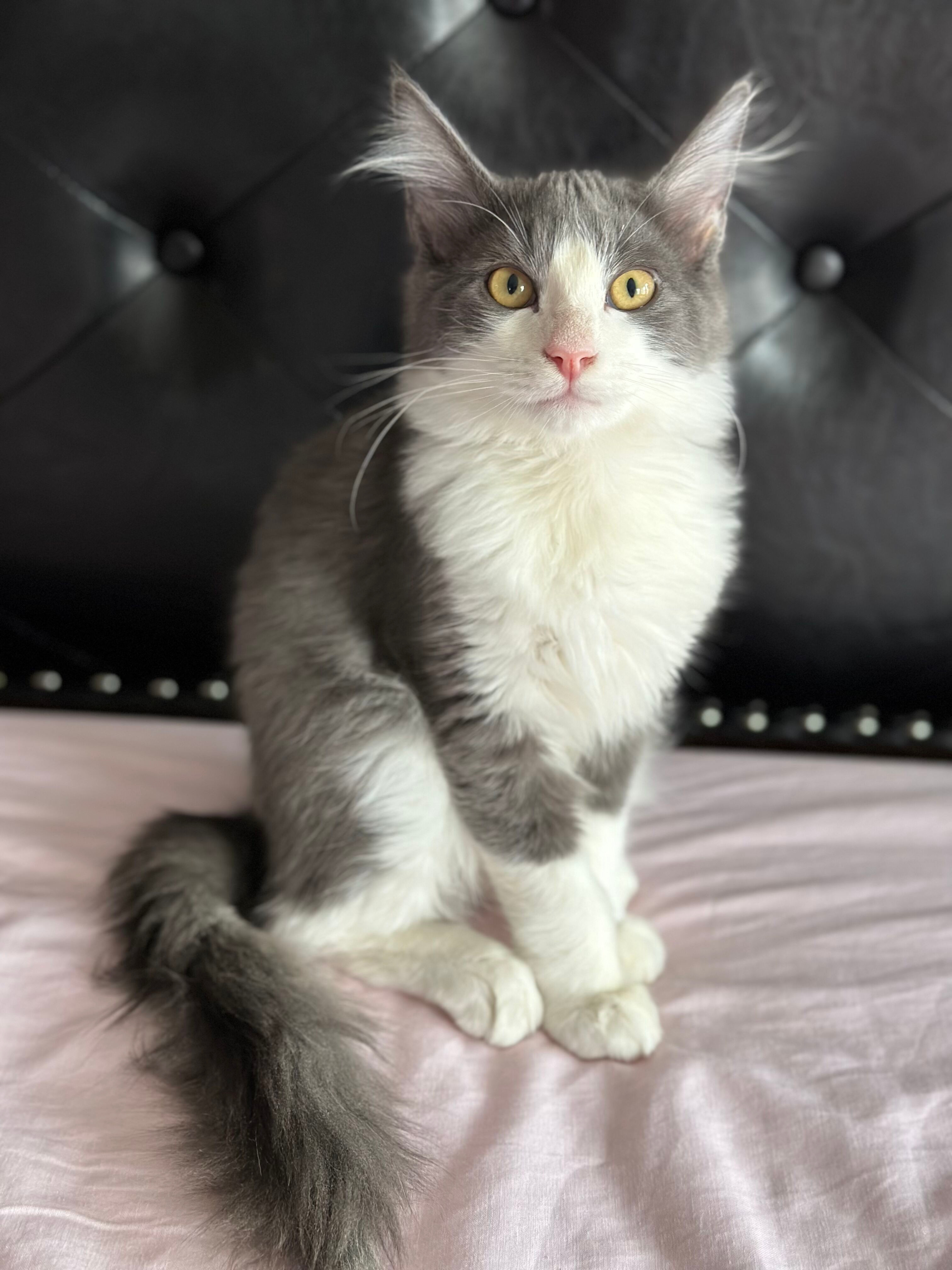 Enlarge Turkey, a Adopted Domestic Long Hair in Phoenix, AZ image 4/12