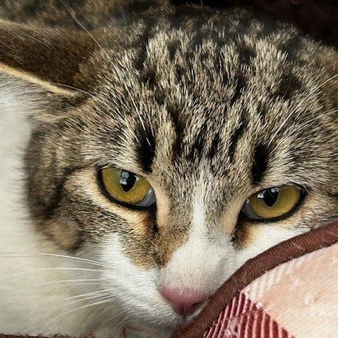 Enlarge Arla, a Adoptable American Shorthair in Poplar Bluff, MO image 1/1