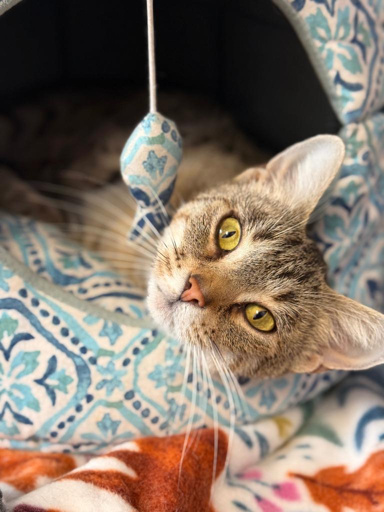 Igloo, Adopted, Adult Female Tiger.