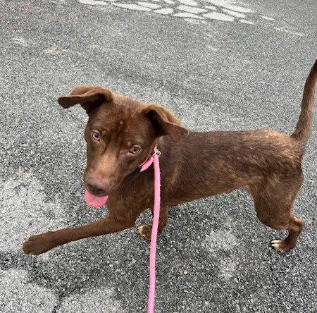 Enlarge Po, a Adoptable Labrador Retriever in Carrollton, GA image 1/3