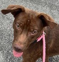 Enlarge Po, a Adoptable Labrador Retriever in Carrollton, GA image 2/3