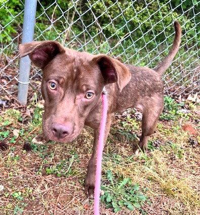 Enlarge Po, a Adoptable Labrador Retriever in Carrollton, GA image 3/3