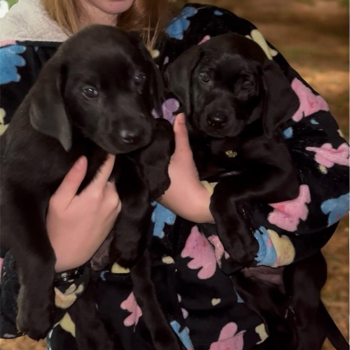 CARSON, ADOPTABLE, Puppy Male Labrador Retriever & Black Labrador Retriever.