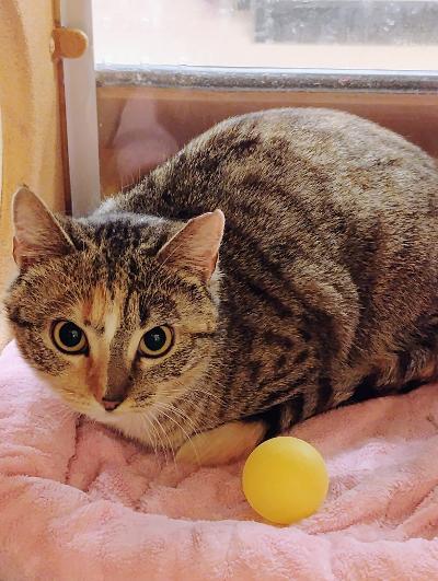 Enlarge Paisley, a ADOPTABLE Domestic Short Hair in Williamsburg, VA image 1/1