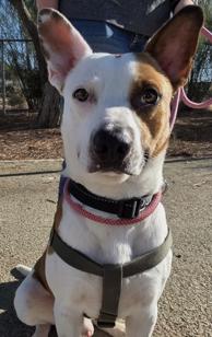 Boone, Adoptable, Young Male Cattle Dog & Pit Bull Terrier.