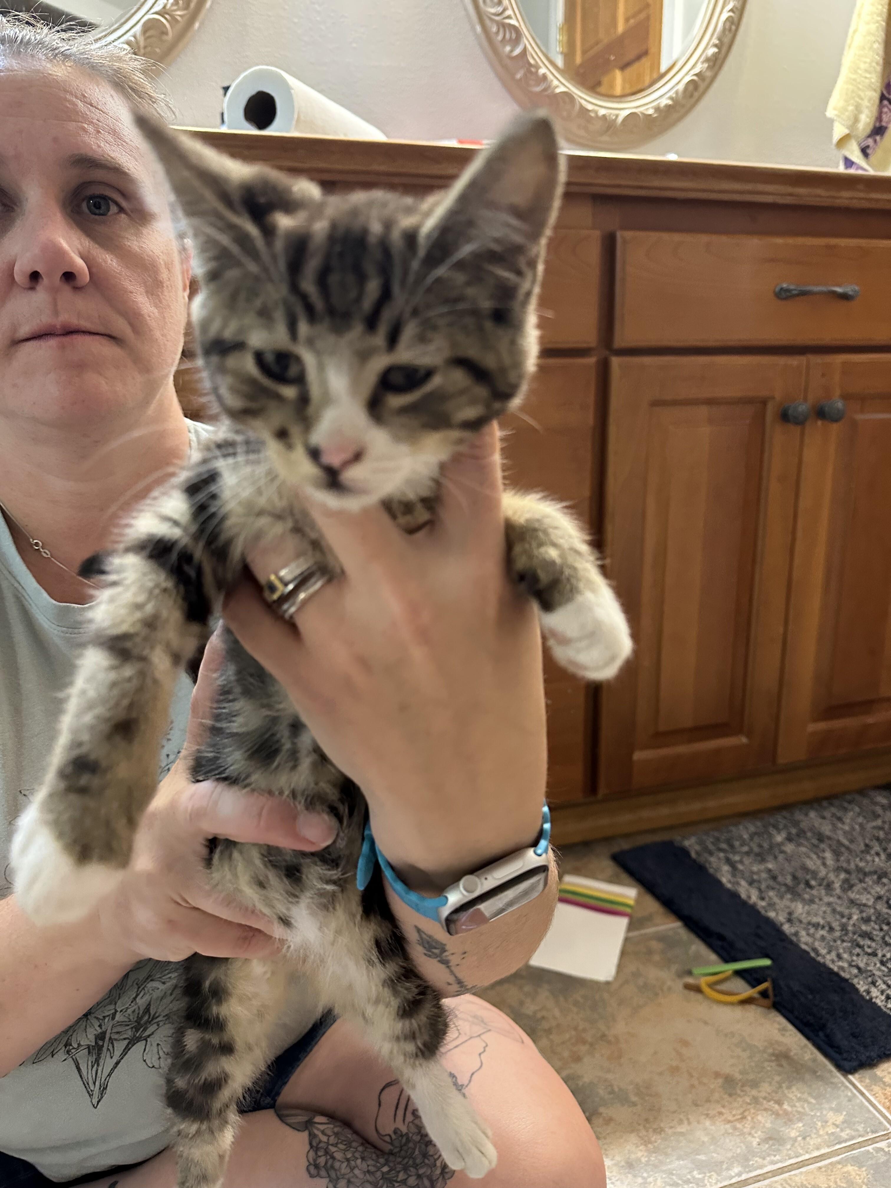 Enlarge Andor, a Adoptable Tabby in Kennewick, WA image 1/5