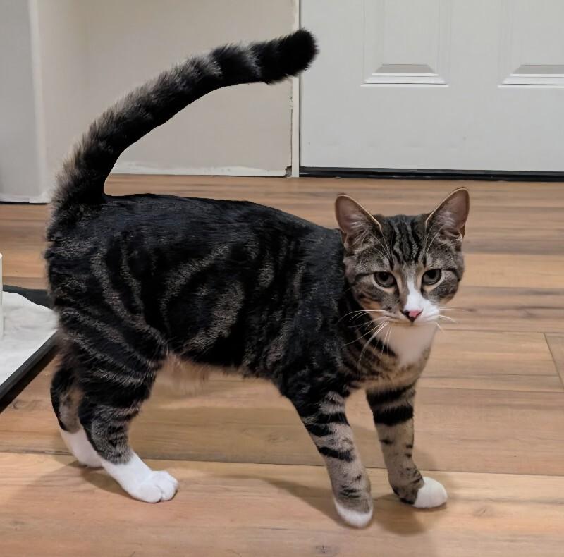 Enlarge Andor, a Adoptable Tabby in Kennewick, WA image 2/5