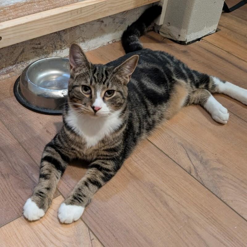 Enlarge Andor, a Adoptable Tabby in Kennewick, WA image 3/5