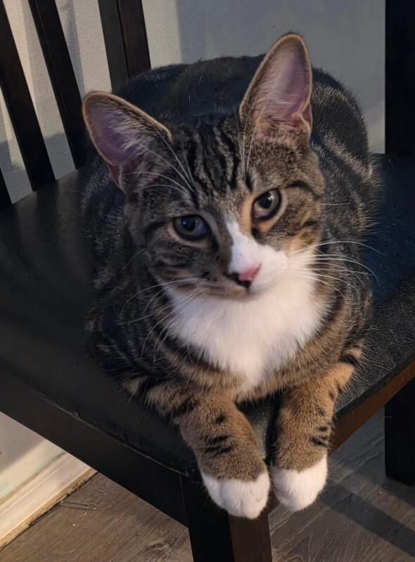 Enlarge Andor, a Adoptable Tabby in Kennewick, WA image 4/5