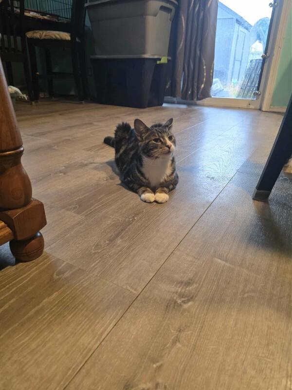 Enlarge Andor, a Adoptable Tabby in Kennewick, WA image 5/5