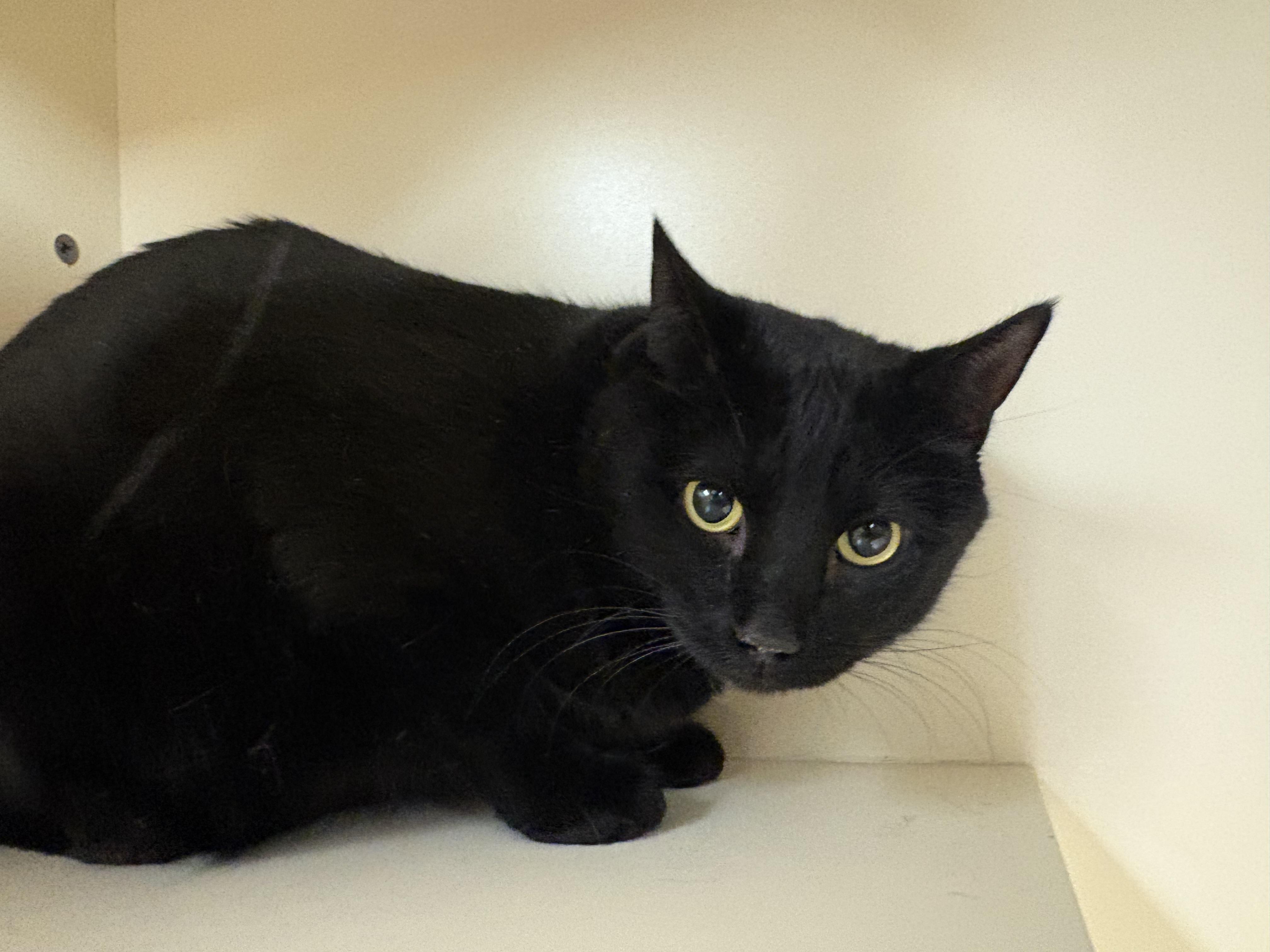 Enlarge Noodle , a ADOPTABLE Domestic Short Hair in Hays, KS image 3/4