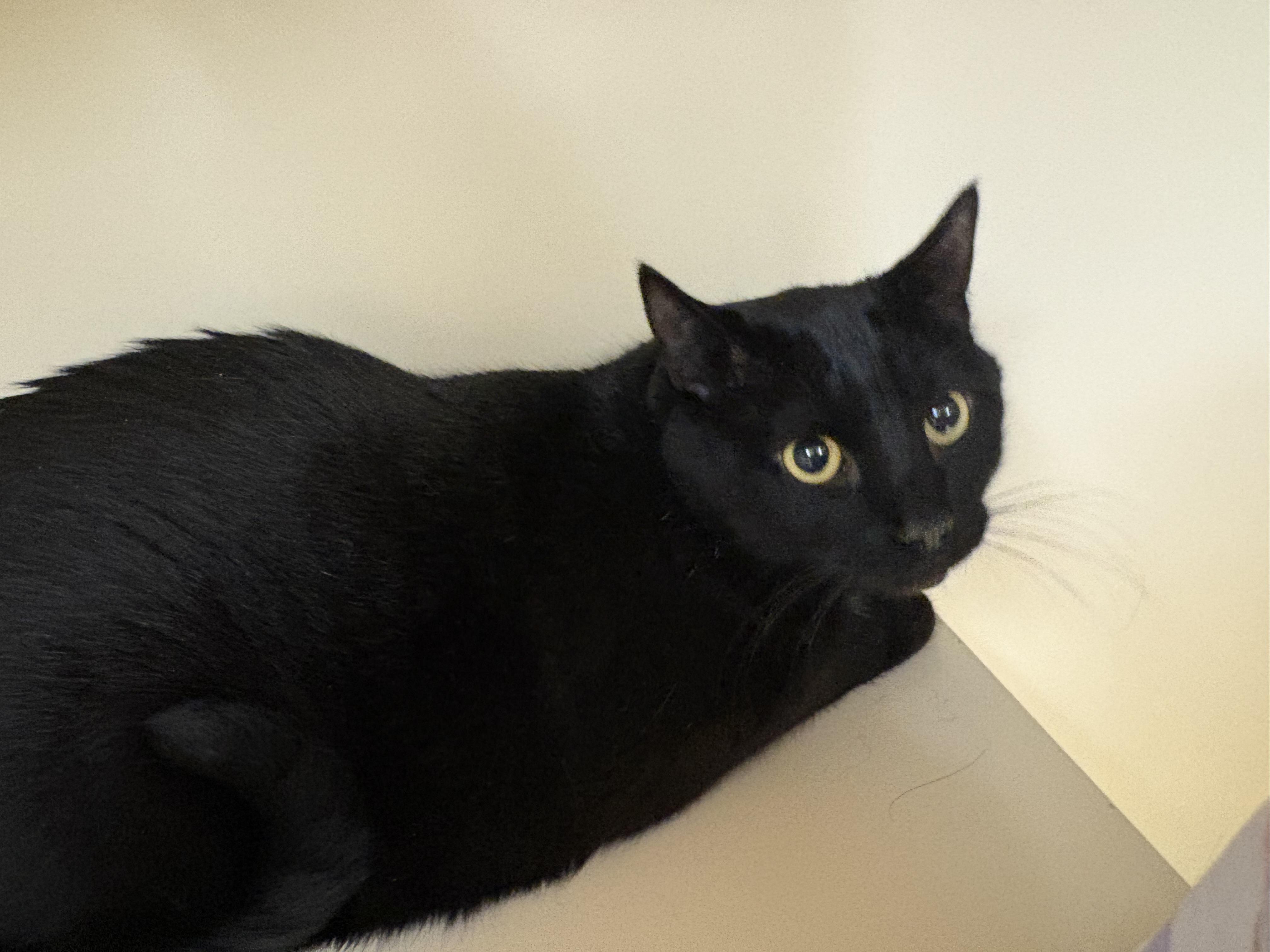 Enlarge Noodle , a ADOPTABLE Domestic Short Hair in Hays, KS image 1/4