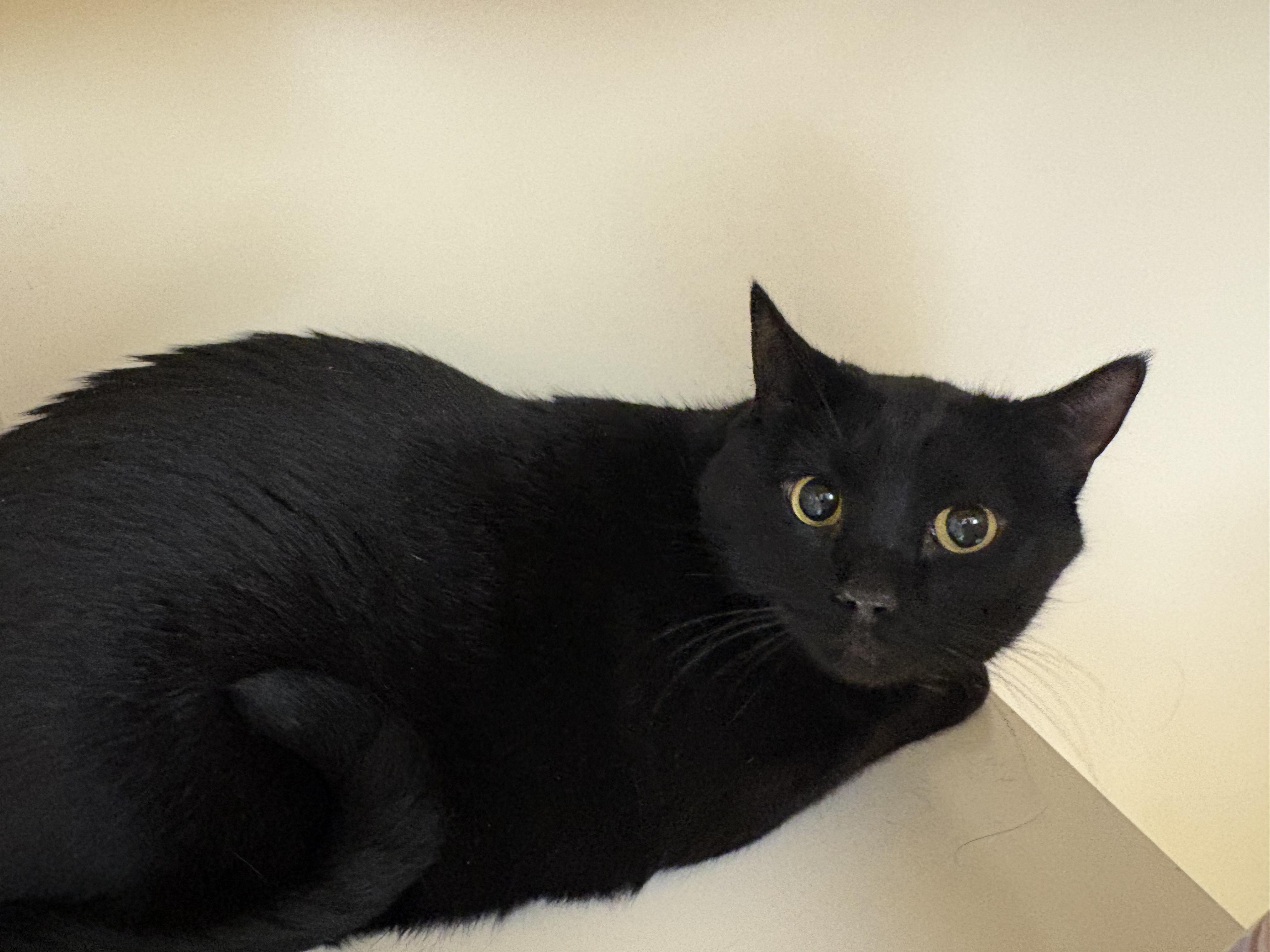 Enlarge Noodle , a ADOPTABLE Domestic Short Hair in Hays, KS image 4/4