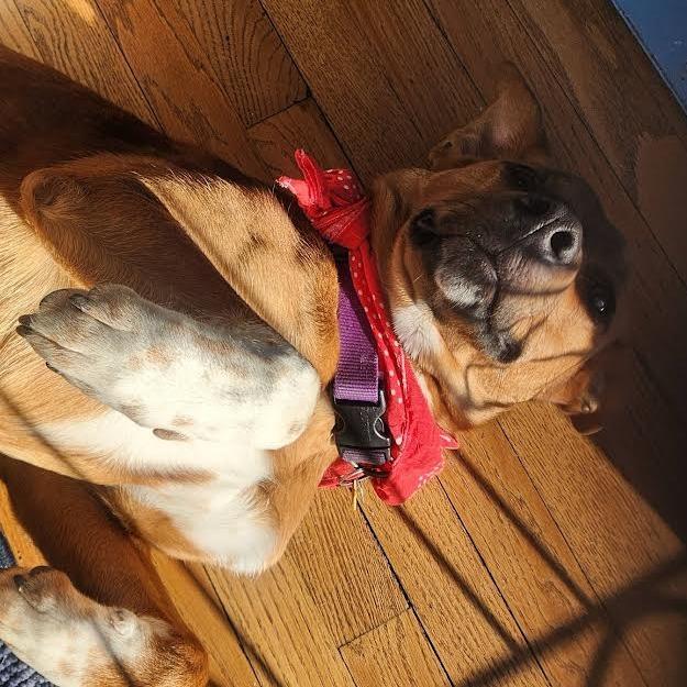 Monsieur, Adoptable, Young Male Mixed Breed.