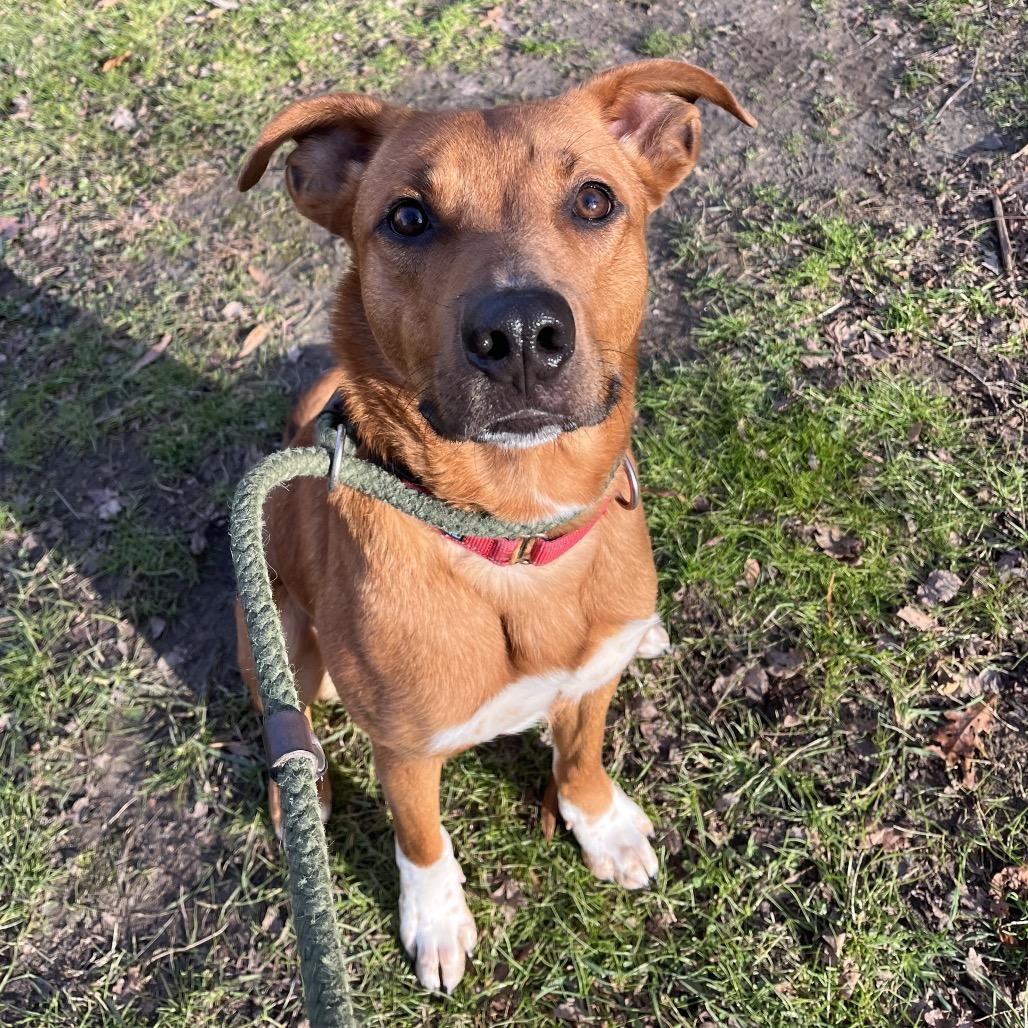 Monsieur, a Adoptable Mixed Breed in Fredericksburg, VA image 1/3