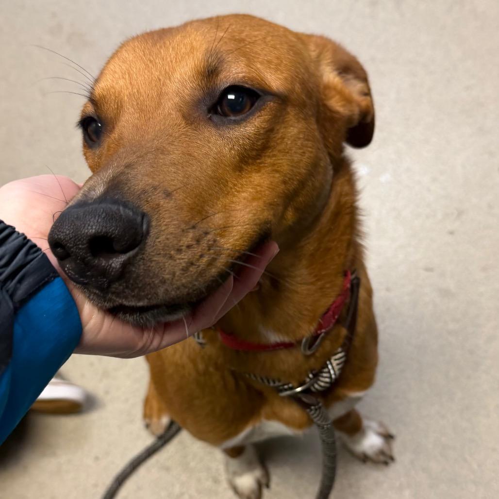 Monsieur, a Adoptable Mixed Breed in Fredericksburg, VA image 2/3