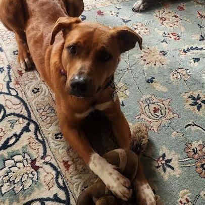 Enlarge Monsieur, a Adoptable Mixed Breed in Fredericksburg, VA image 6/6