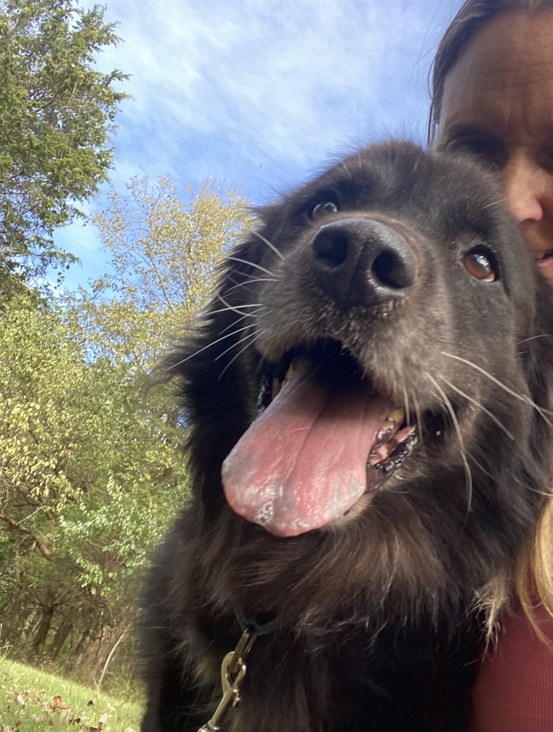 Pepper, a Adoptable mixed breed in Eagleville, TN image 2/6