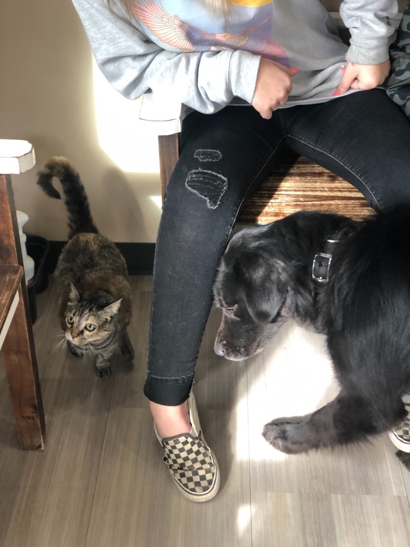 Pepper, a Adoptable mixed breed in Eagleville, TN image 3/6