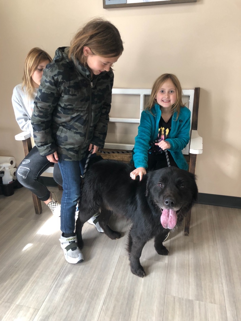 Pepper, a Adoptable mixed breed in Eagleville, TN image 4/6