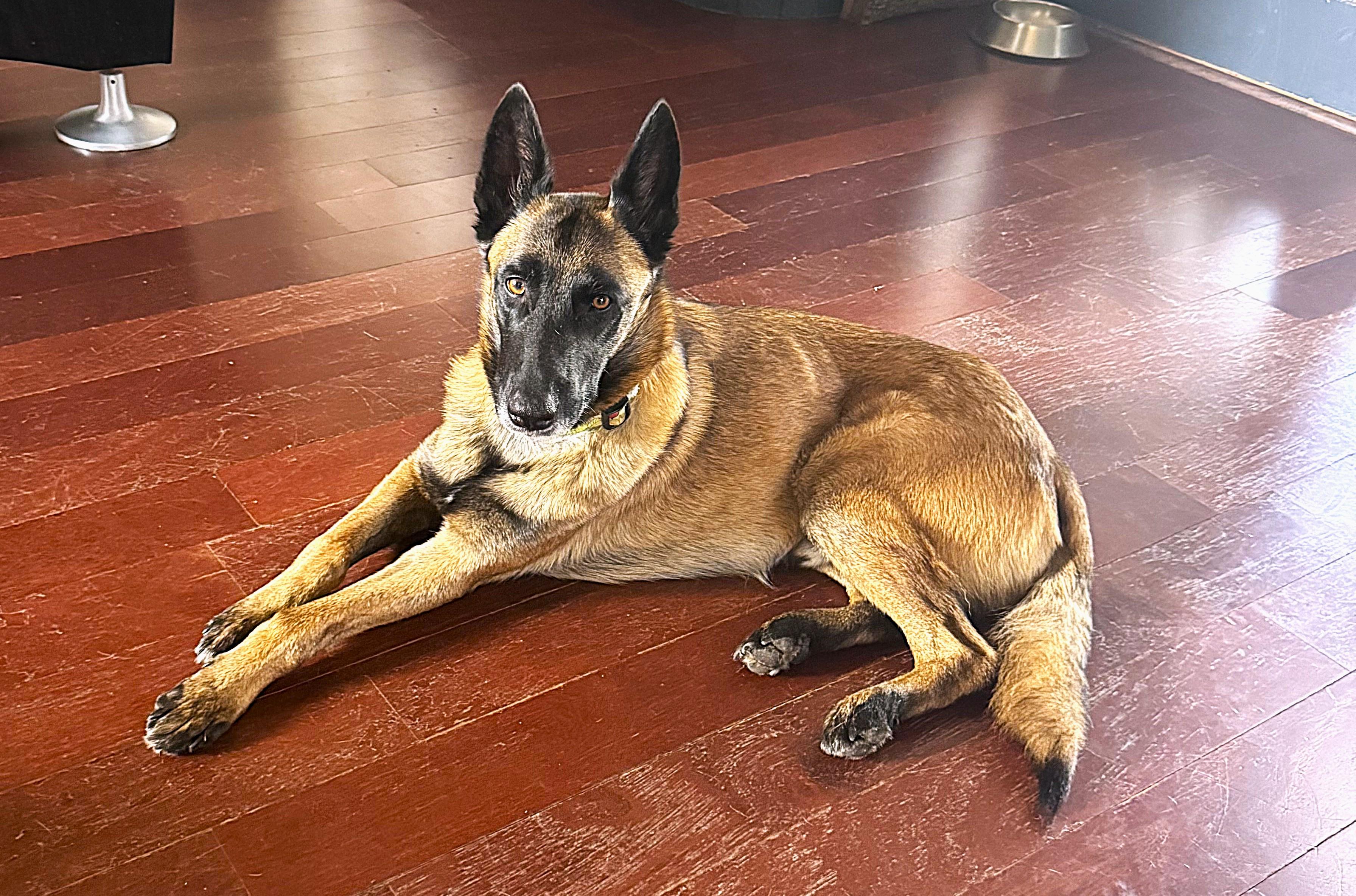 Race, a Adopted Belgian Shepherd / Malinois in Houston , TX image 1/6