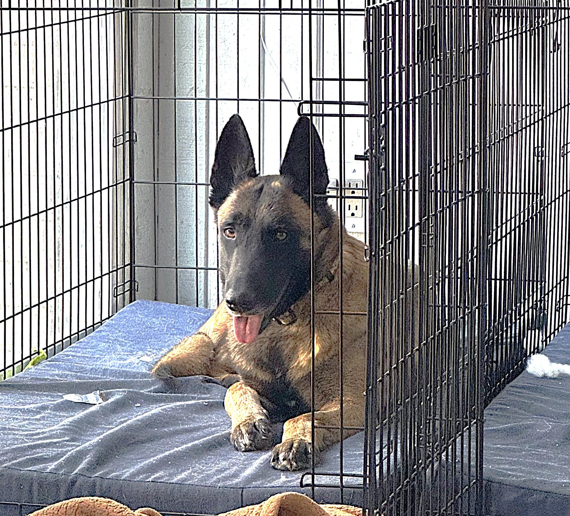 Race, a Adopted Belgian Shepherd / Malinois in Houston , TX image 2/6