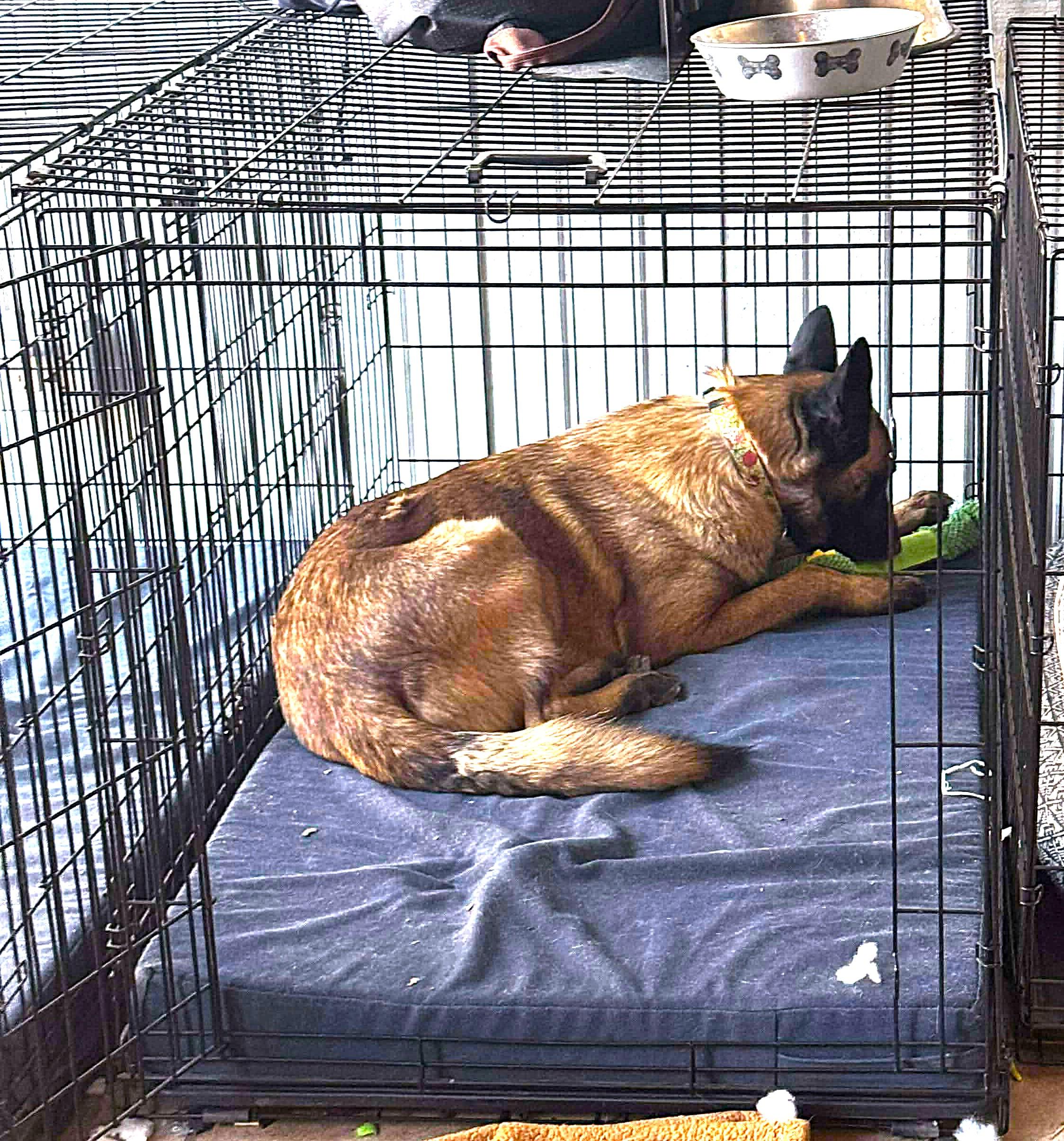 Race, Adopted, Adult Male Belgian Shepherd / Malinois.