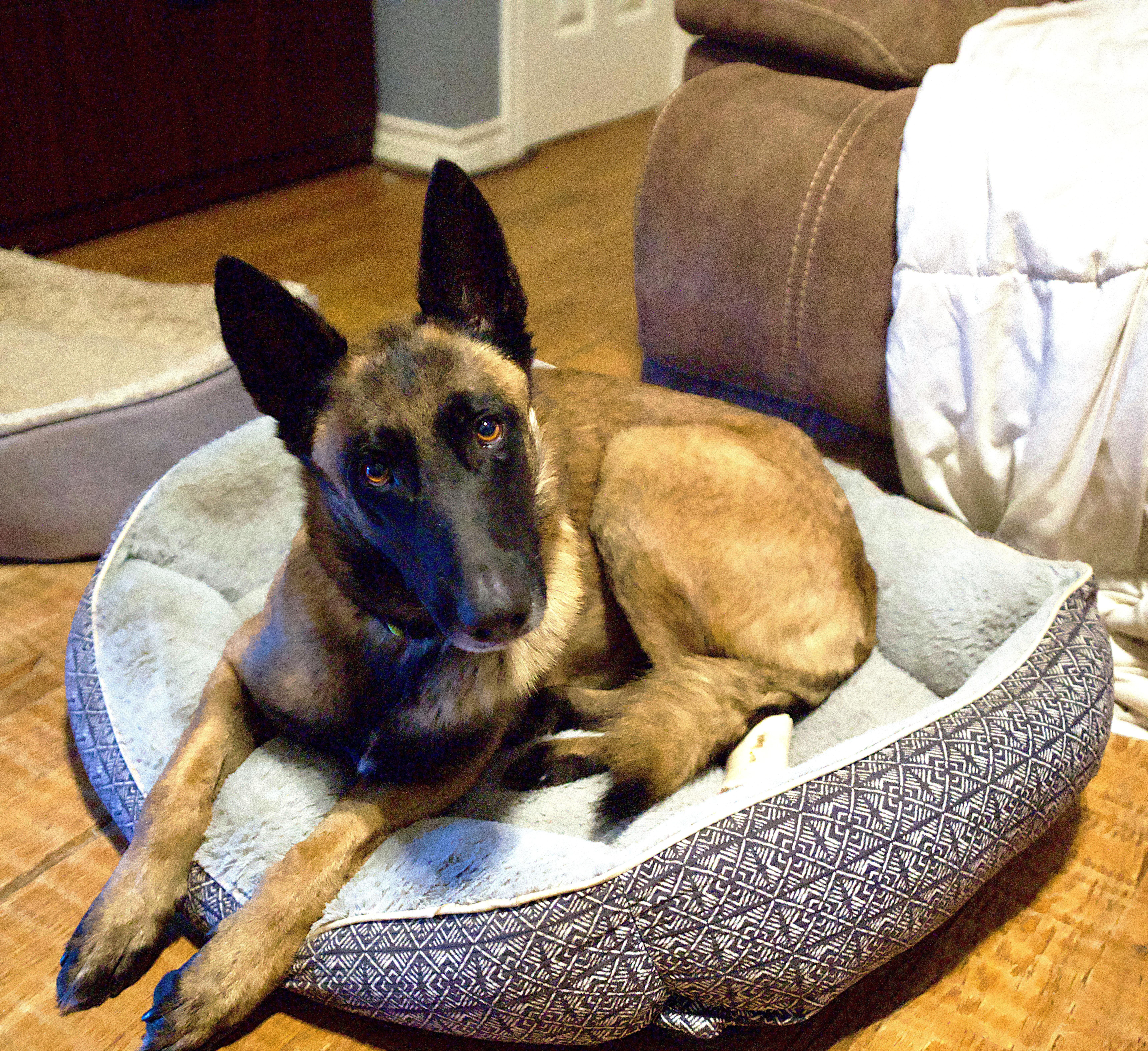 Race, a Adopted Belgian Shepherd / Malinois in Houston , TX image 4/6