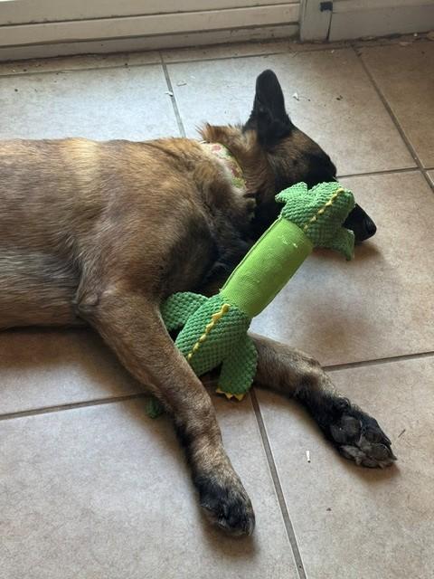 Race, a Adopted Belgian Shepherd / Malinois in Houston , TX image 5/6