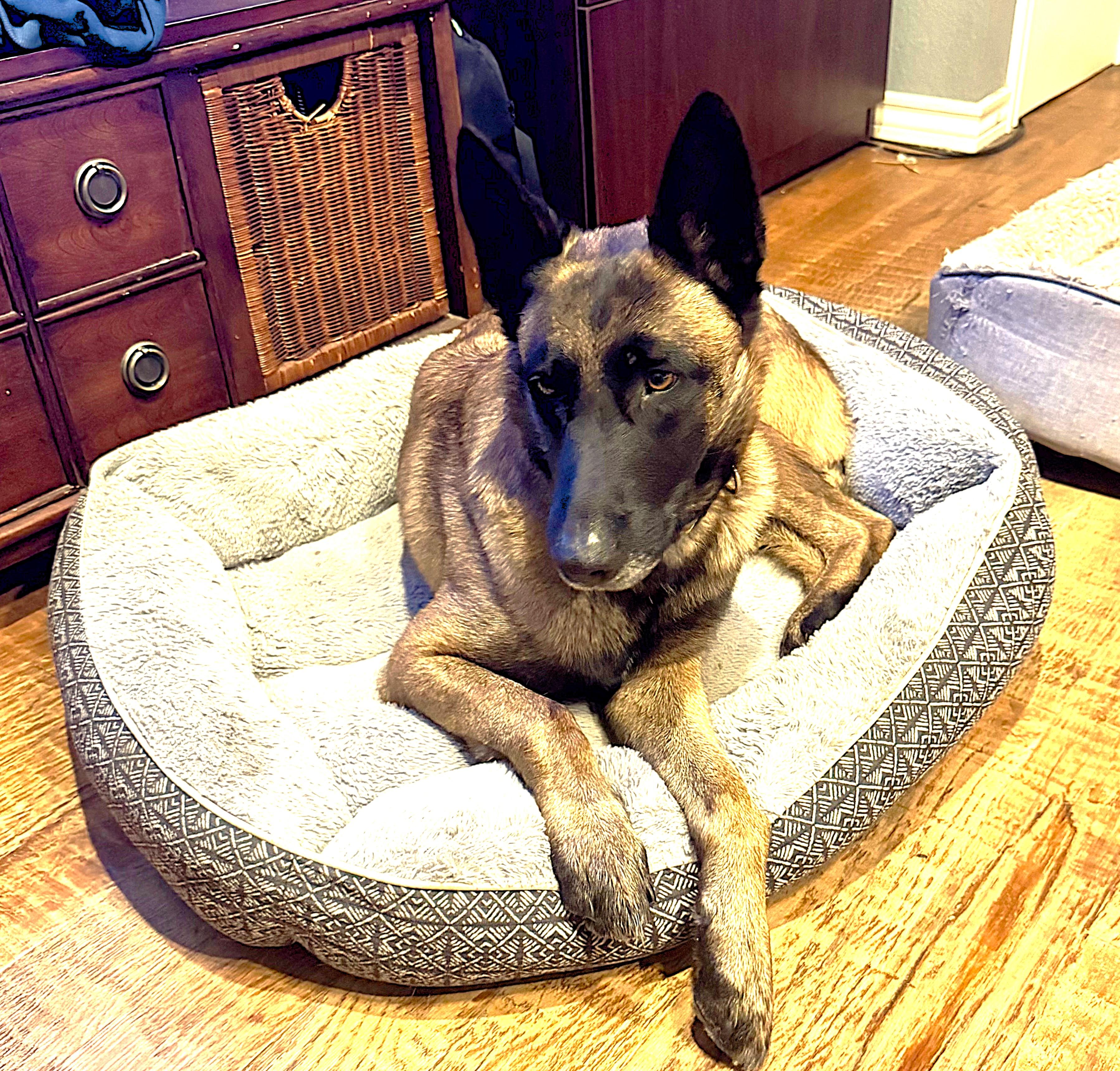 Race, a Adopted Belgian Shepherd / Malinois in Houston , TX image 6/6