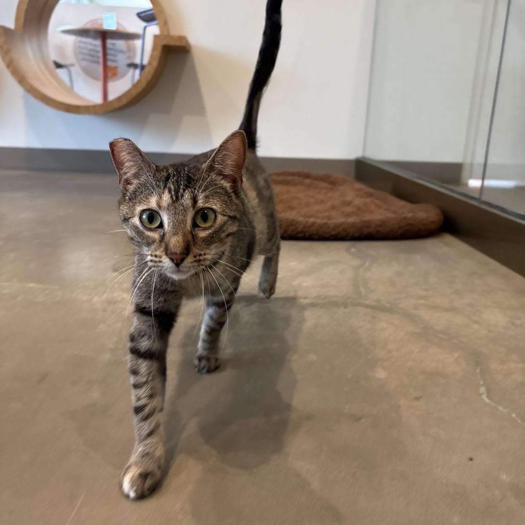 Enlarge Pickles, a Adoptable Domestic Short Hair in Bentonville, AR image 1/3